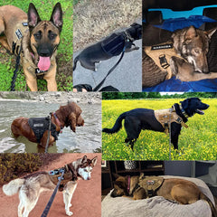 Tactical Dog Harness & Leash