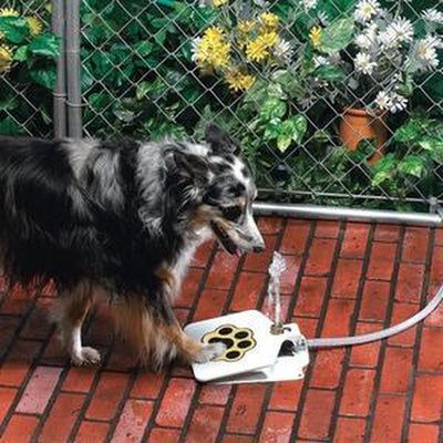 Pedal Activated Dog Water Fountain